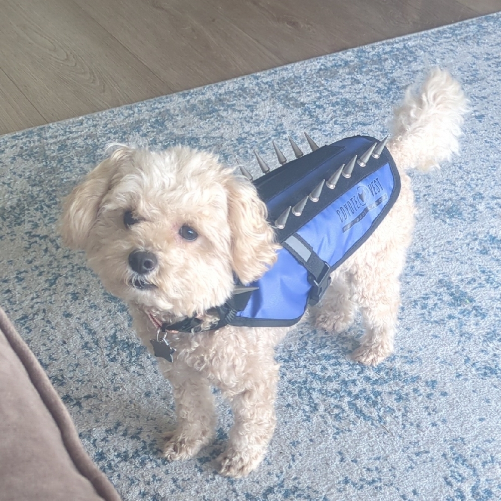 Blue CoyoteVest XS - Picture 2 of 3
